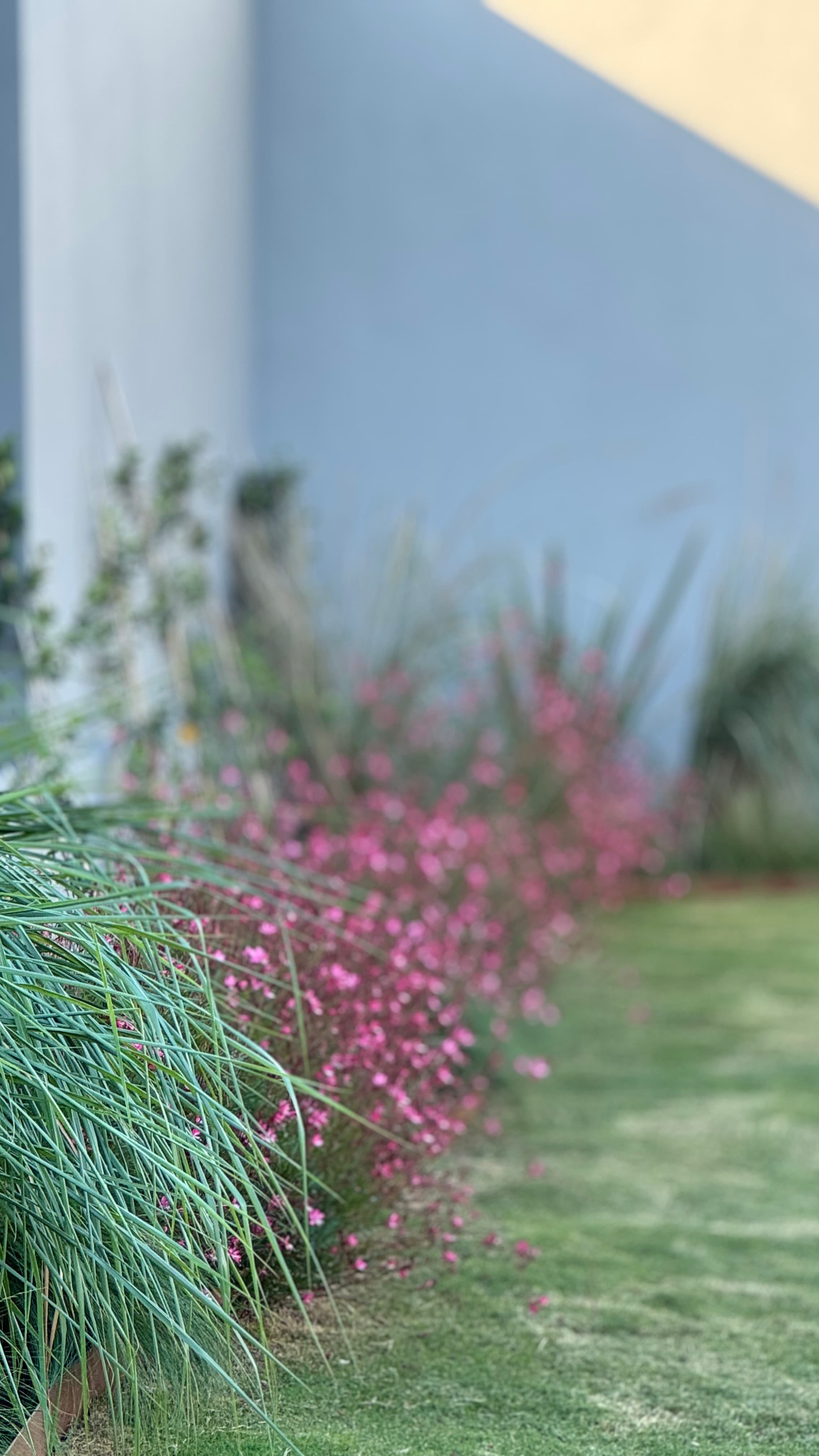 Jardín para Pauli y Alejo