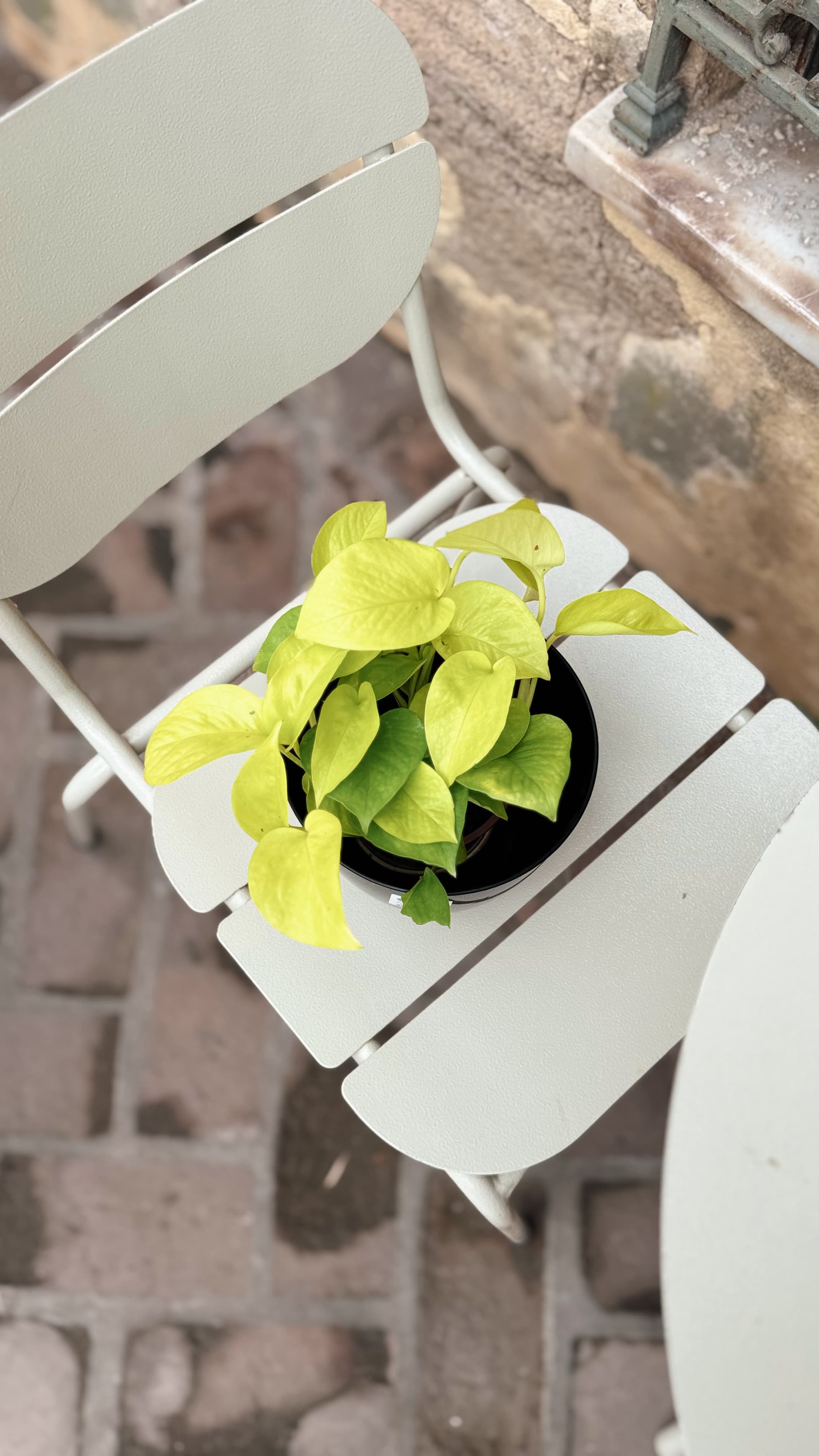Pothus Lemon