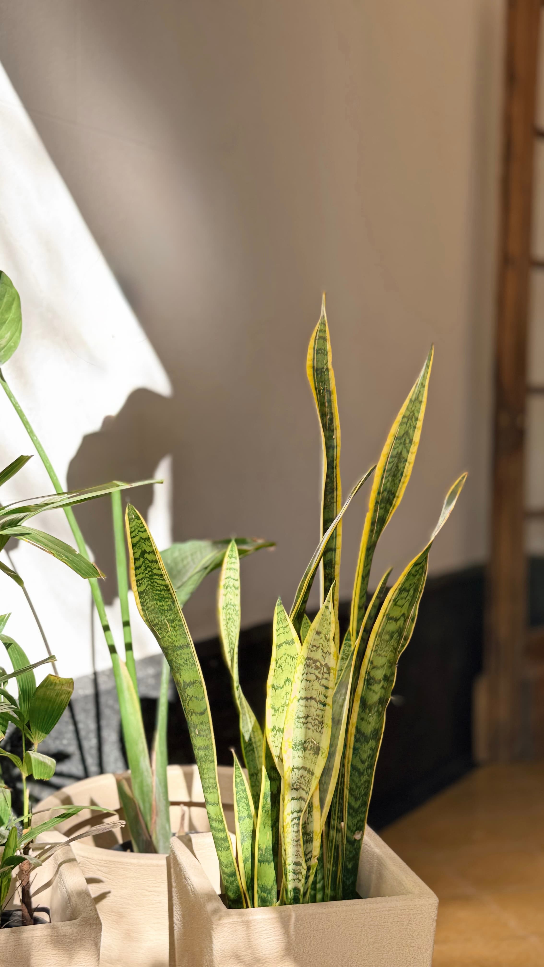 Sansevieria