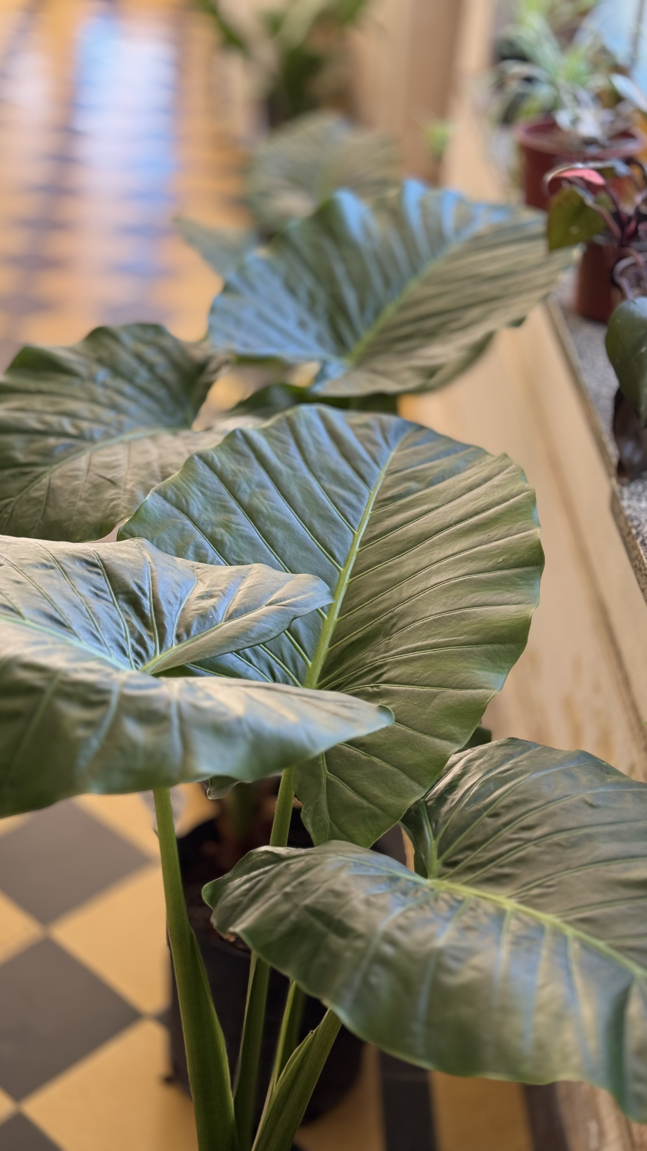 Alocasia