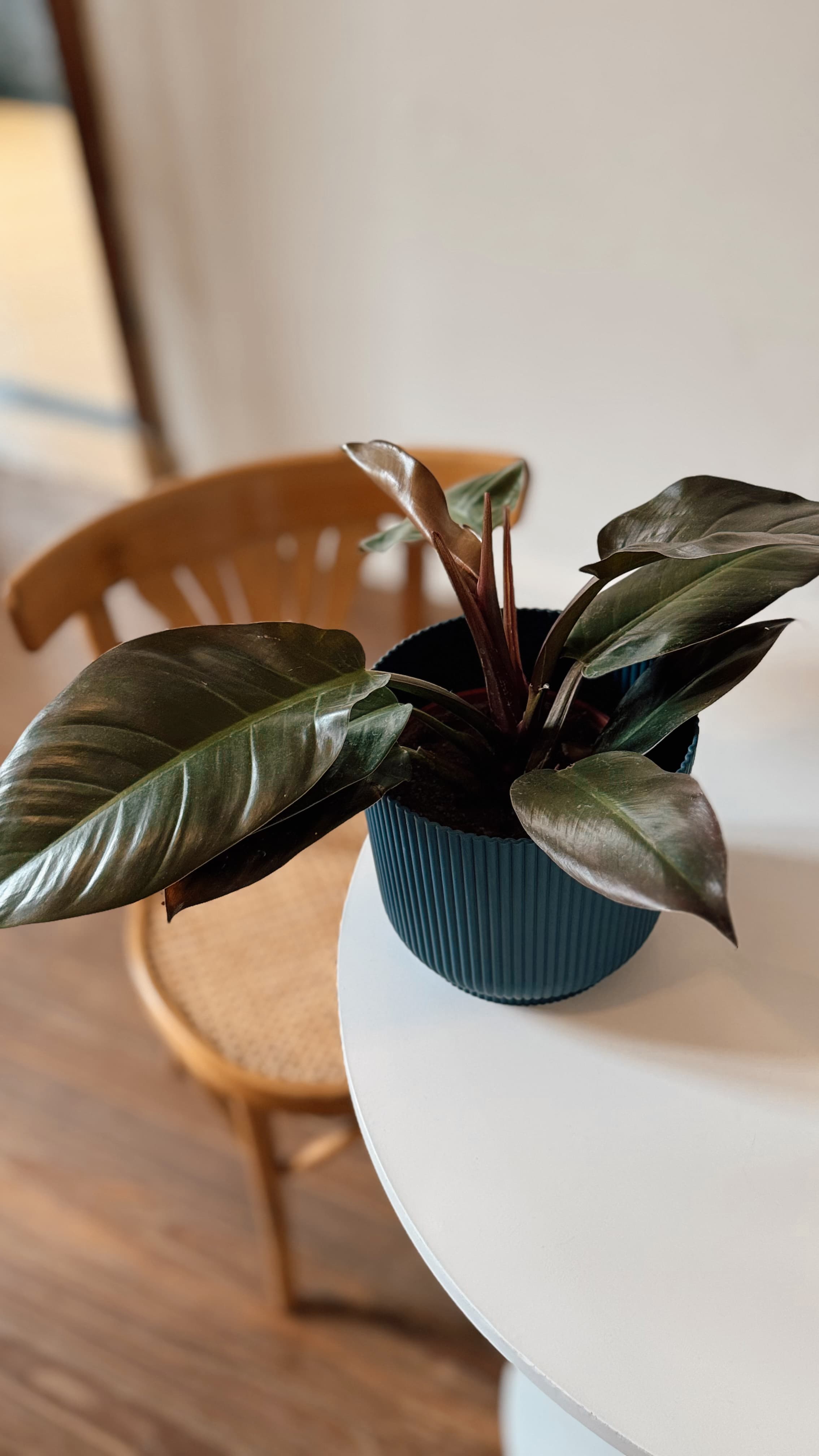 Philodendron Imperial
