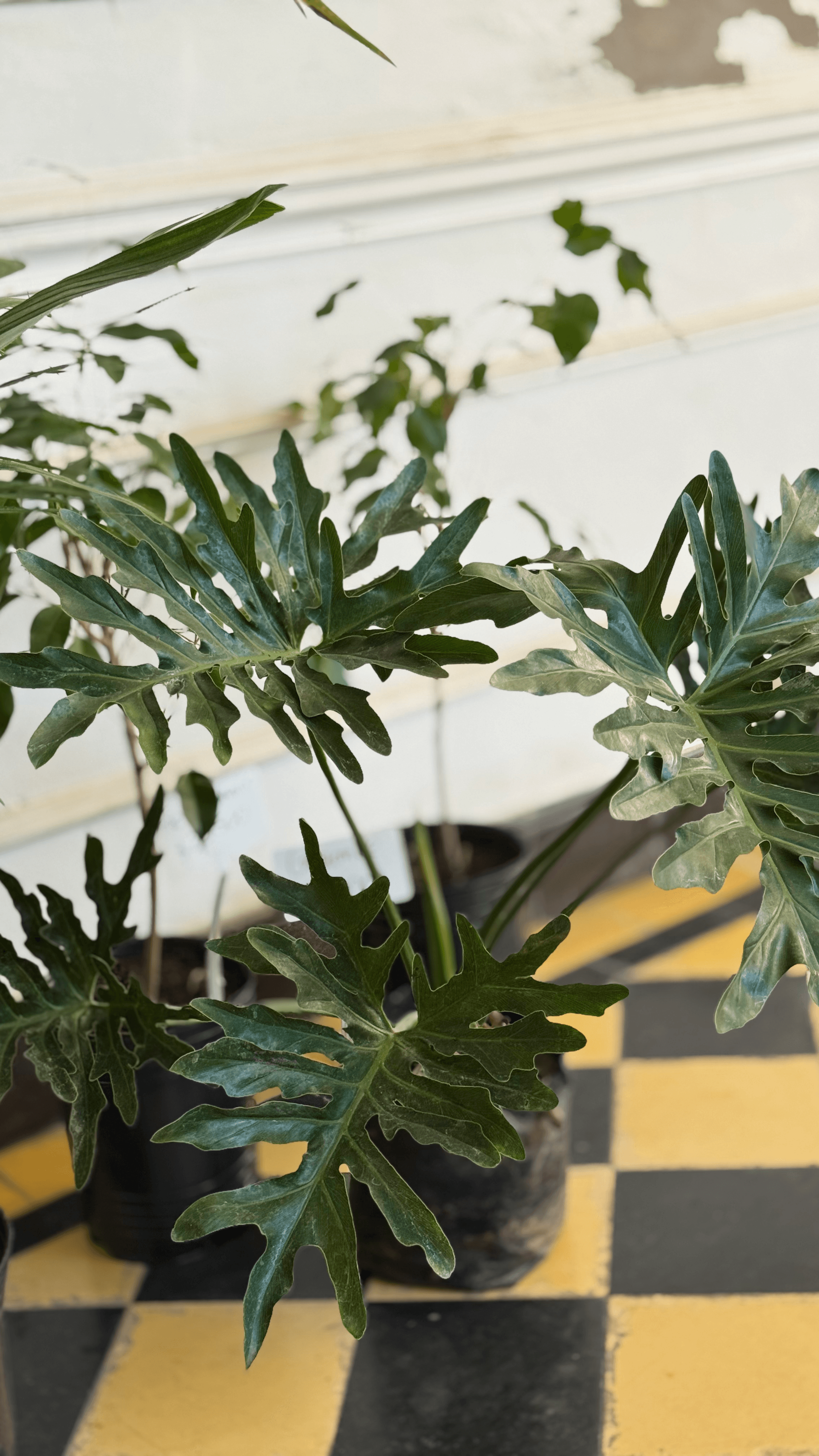 Philodendron Misionero