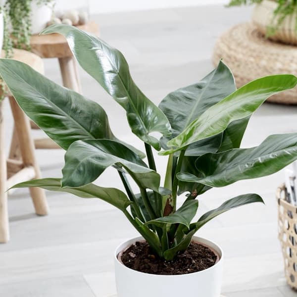 Philodendron Longifolia