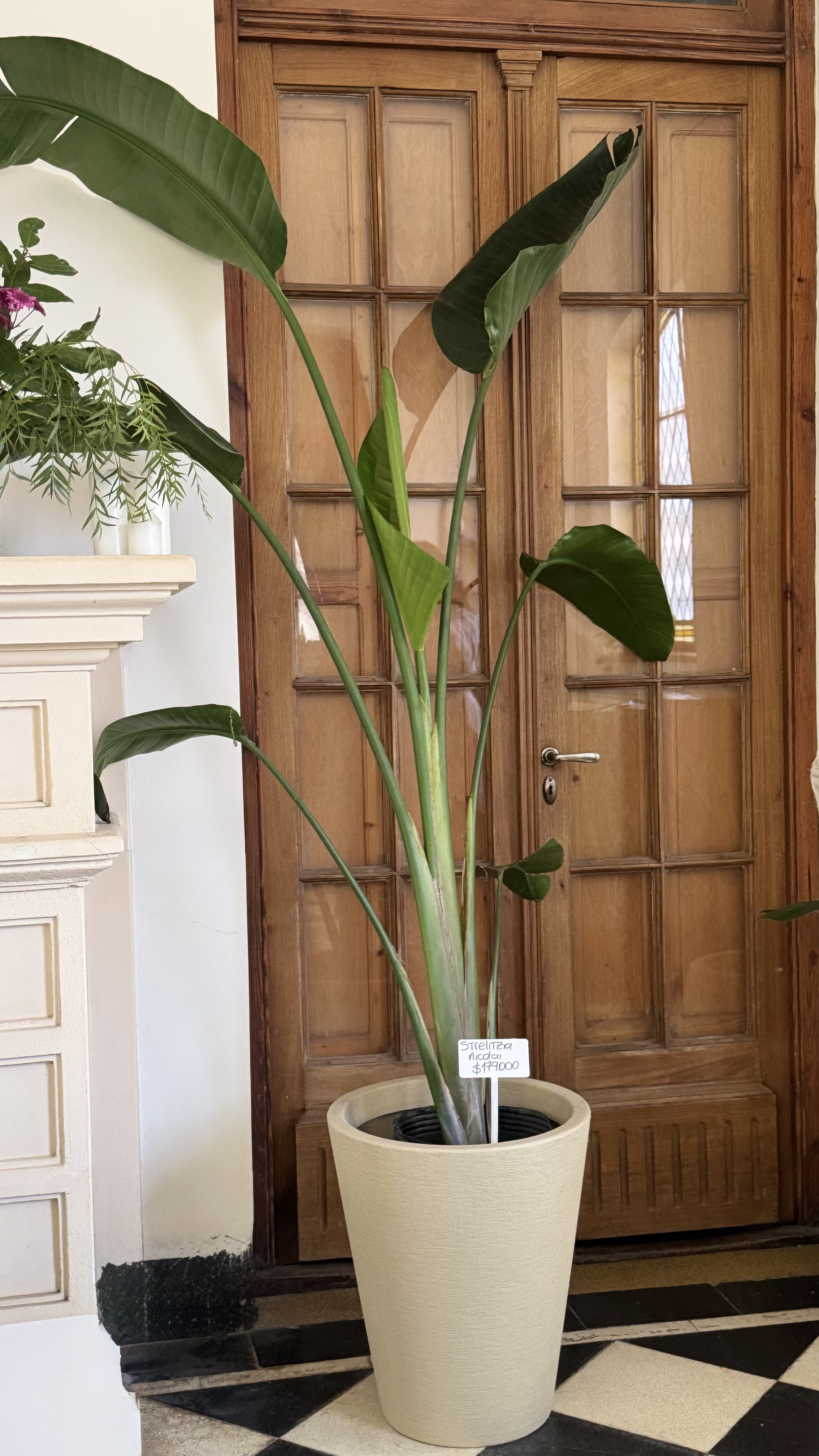 Strelitzia Nicolai