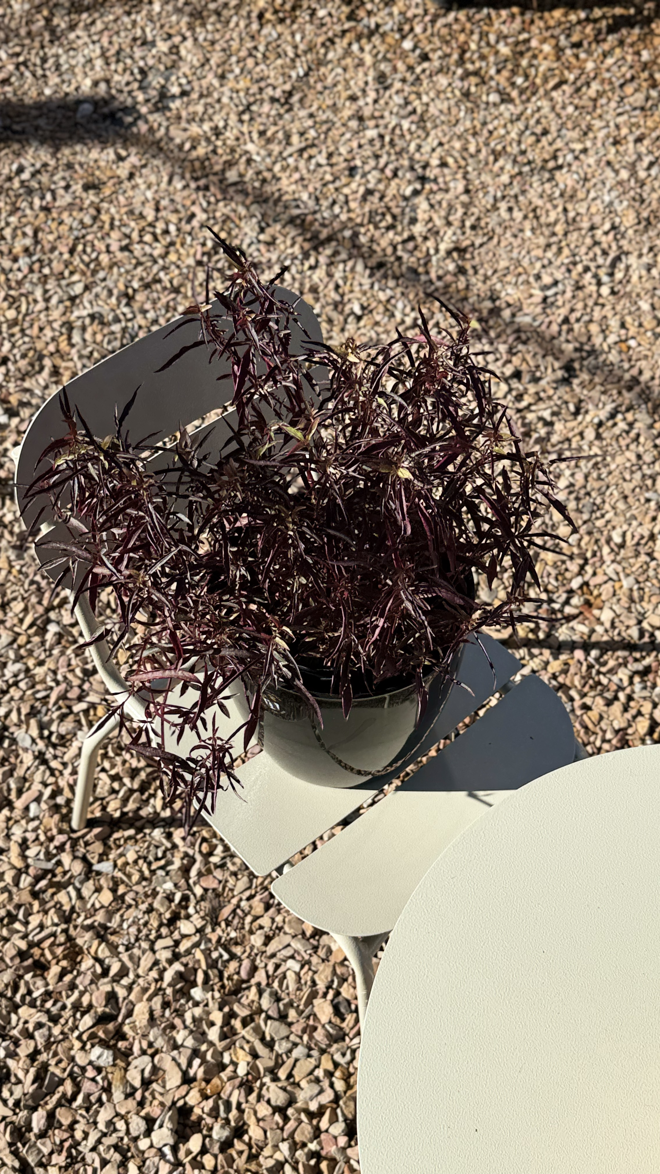 Alternantea