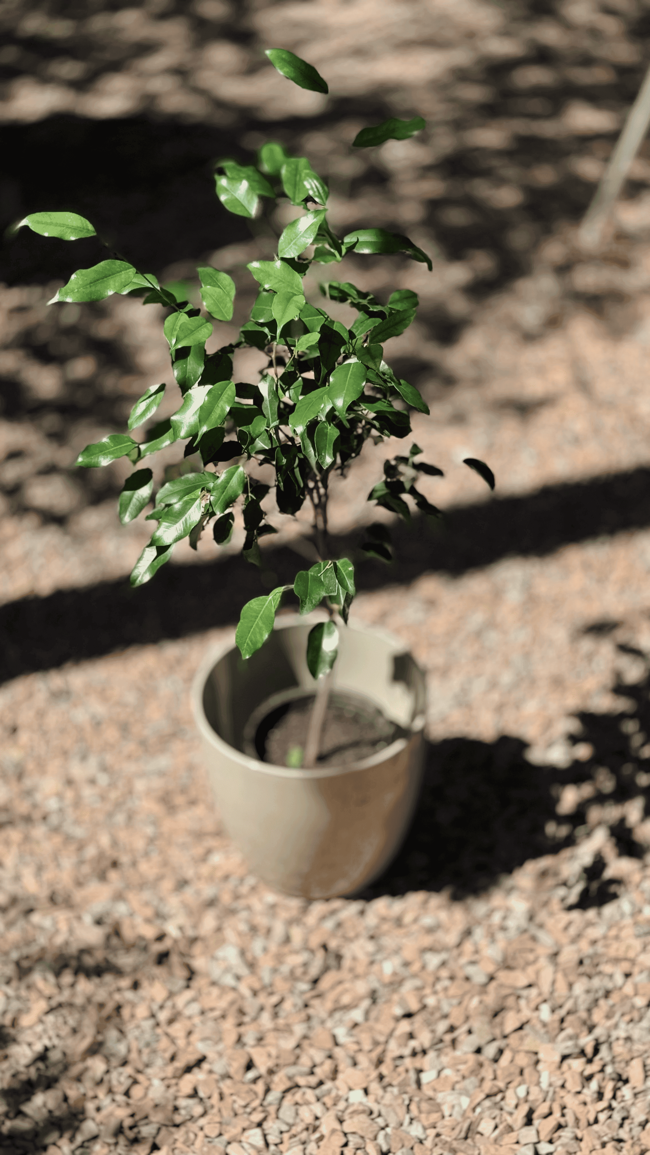Ficus Topiario