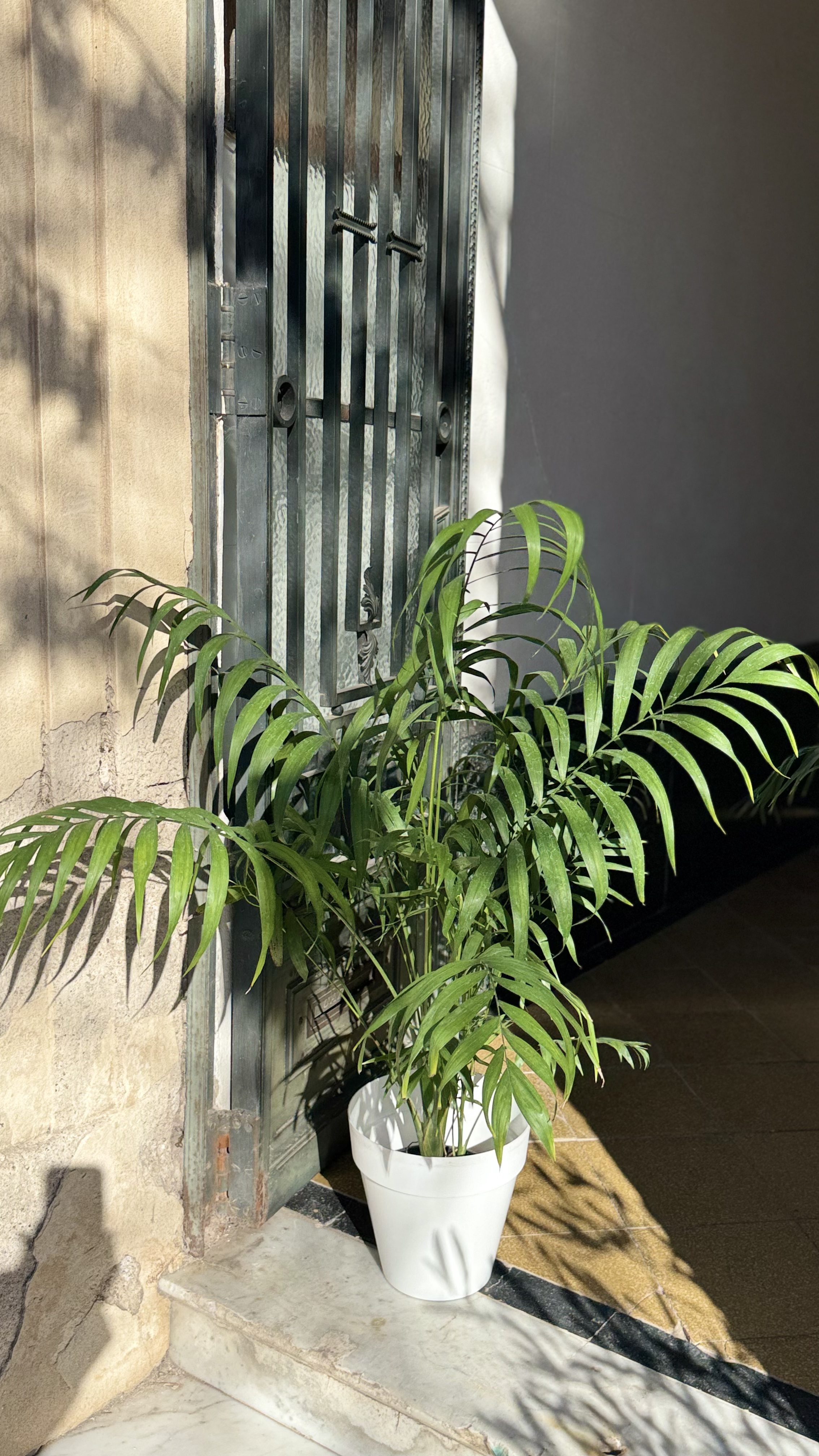 Chamadorea