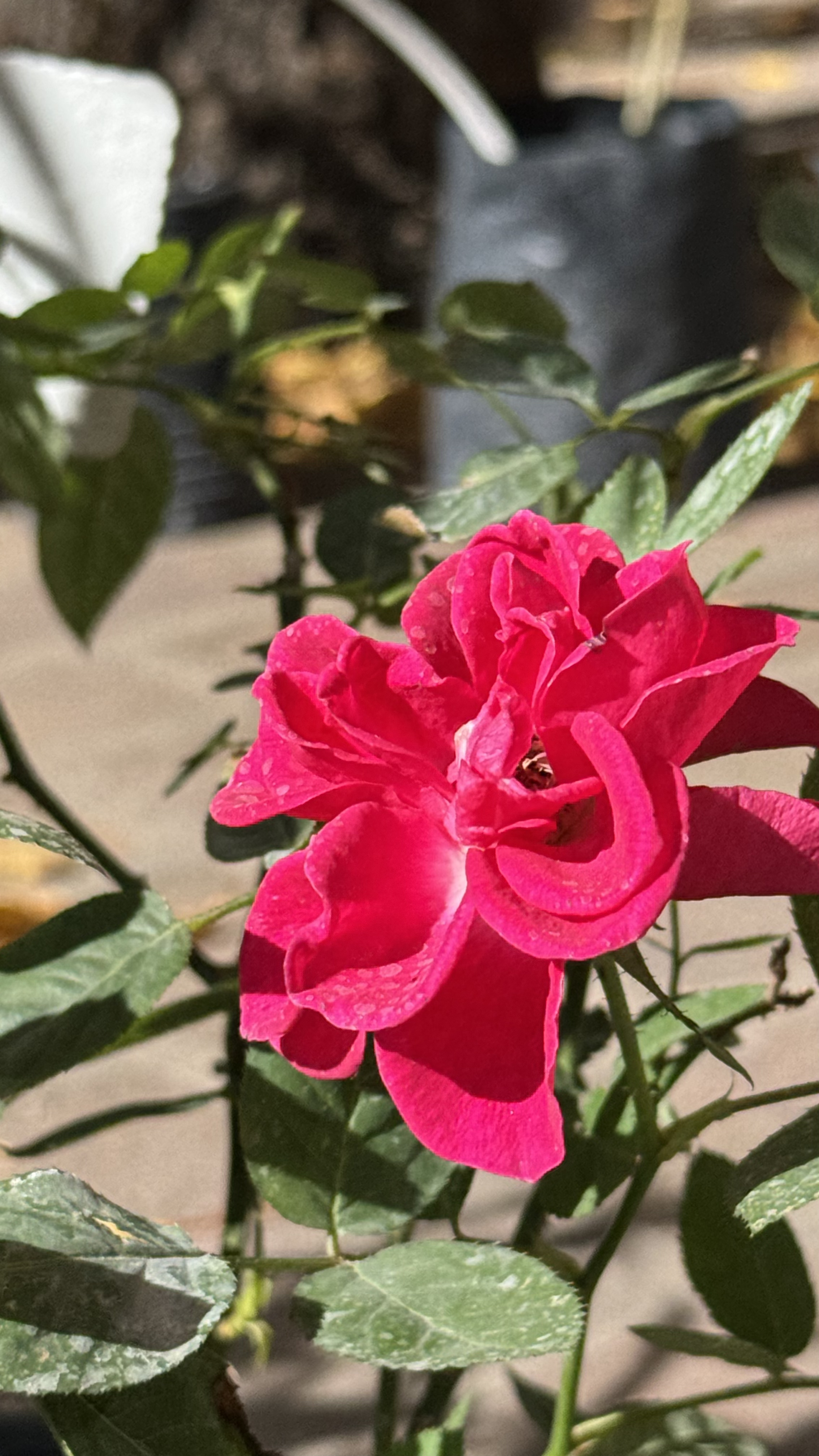Rosa China