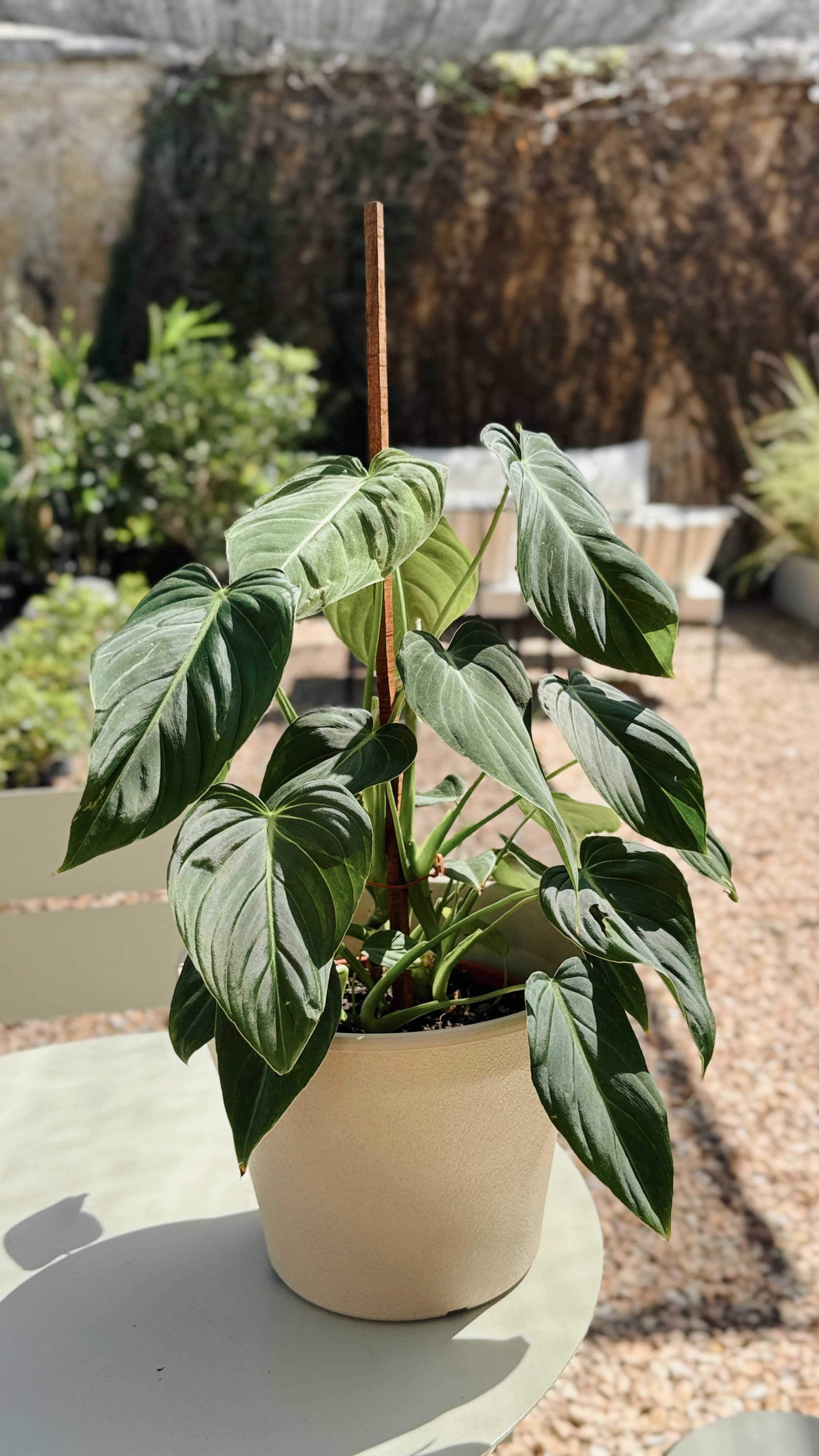 Philodendron Glorious