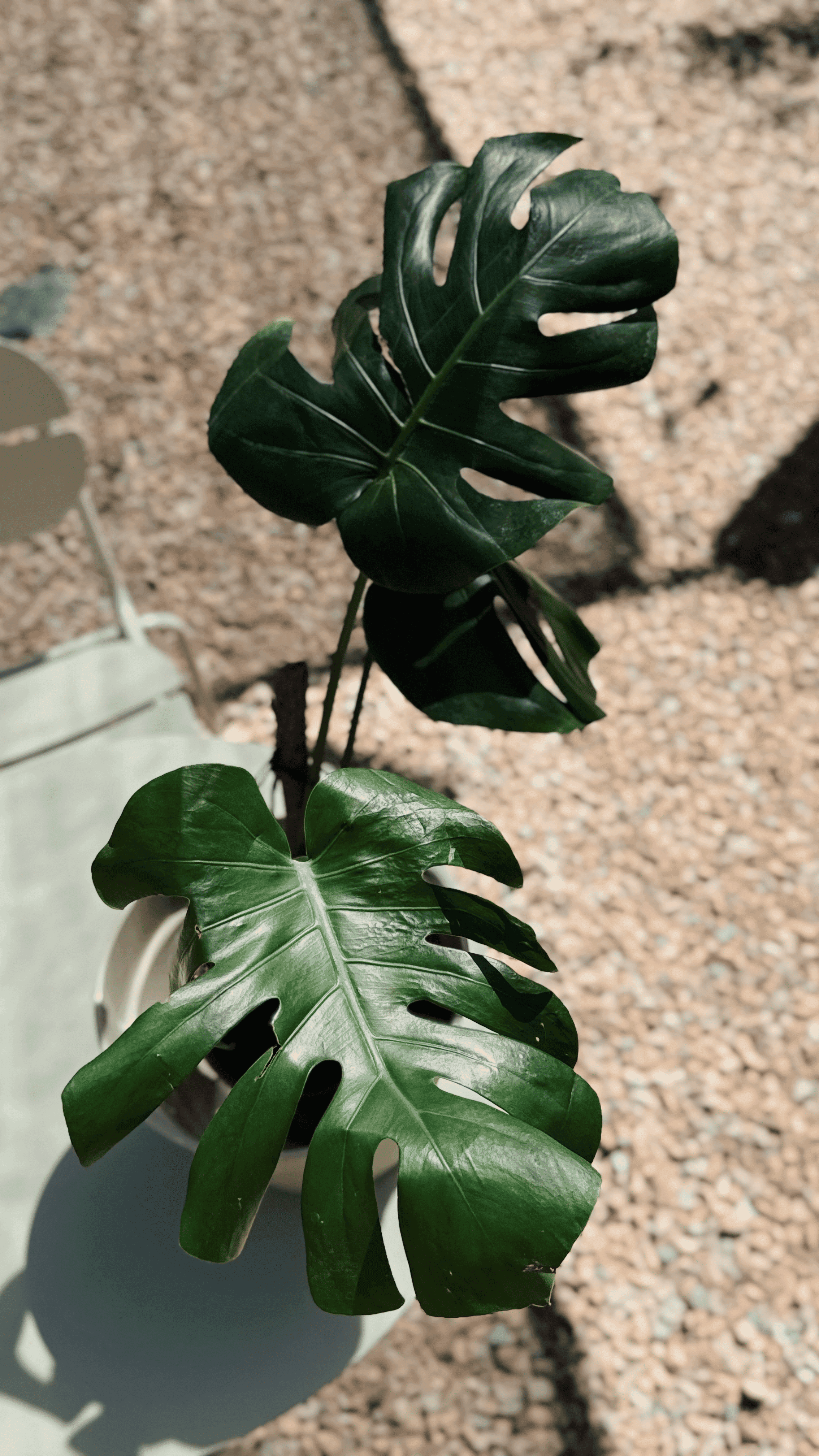 Monstera