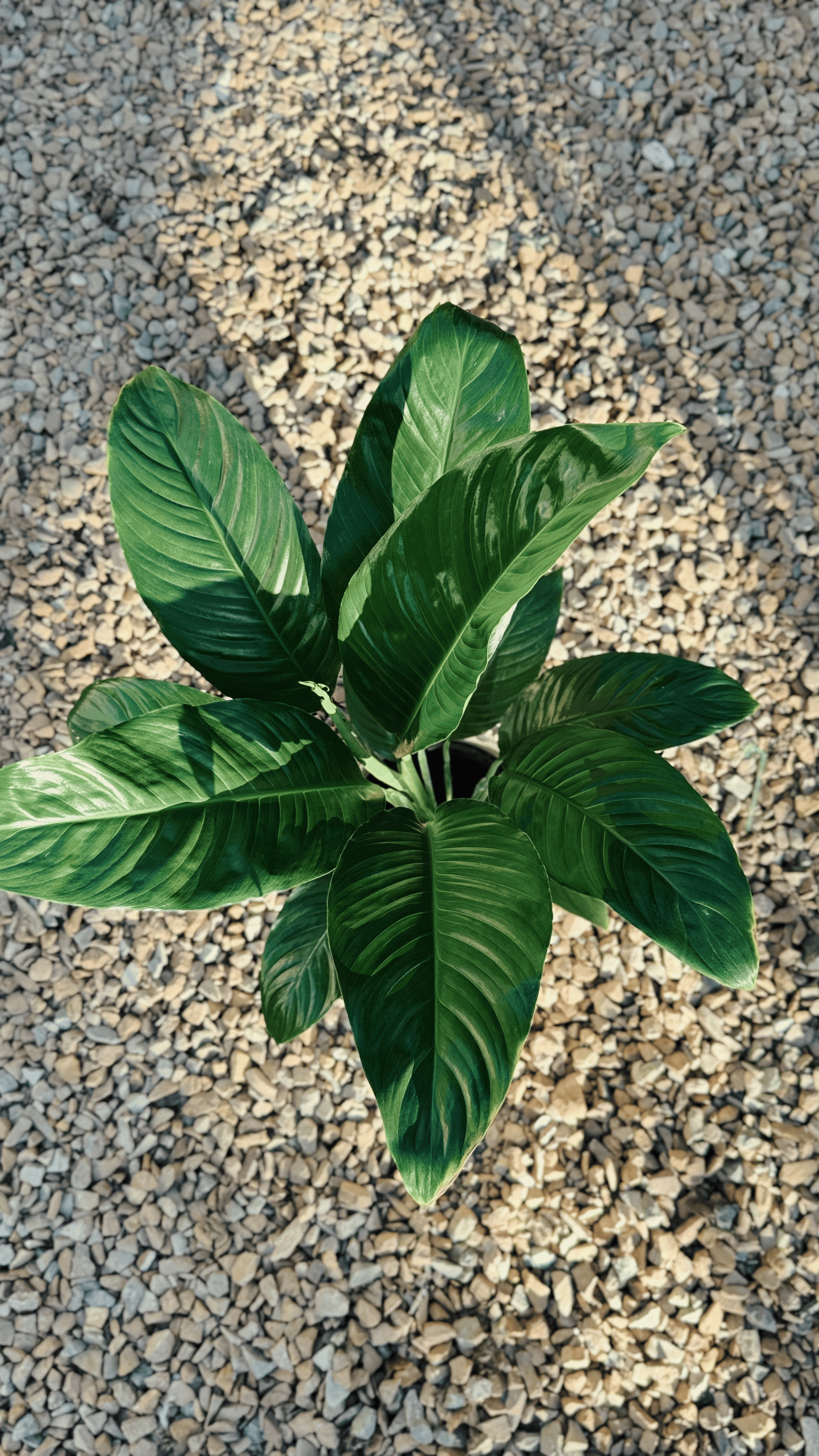 Spathiphyllum