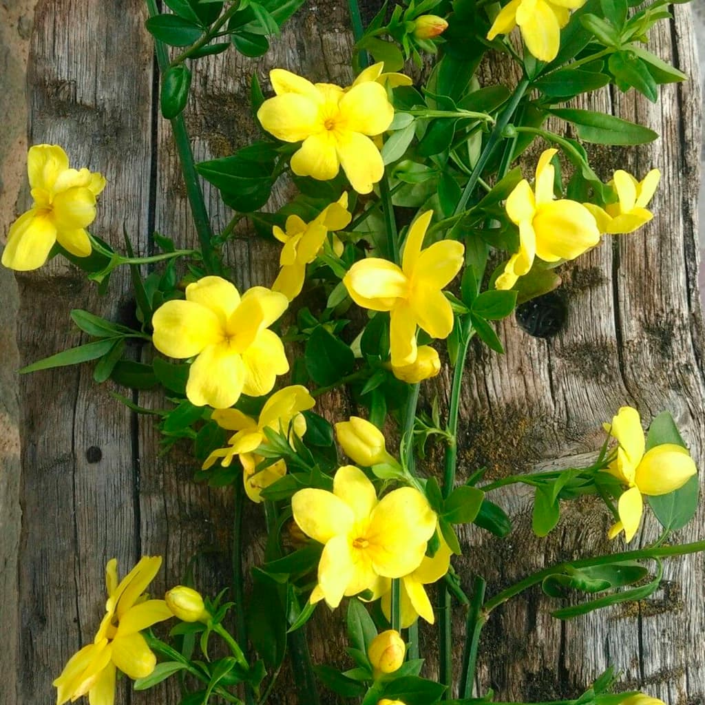 Jazmín Amarillo