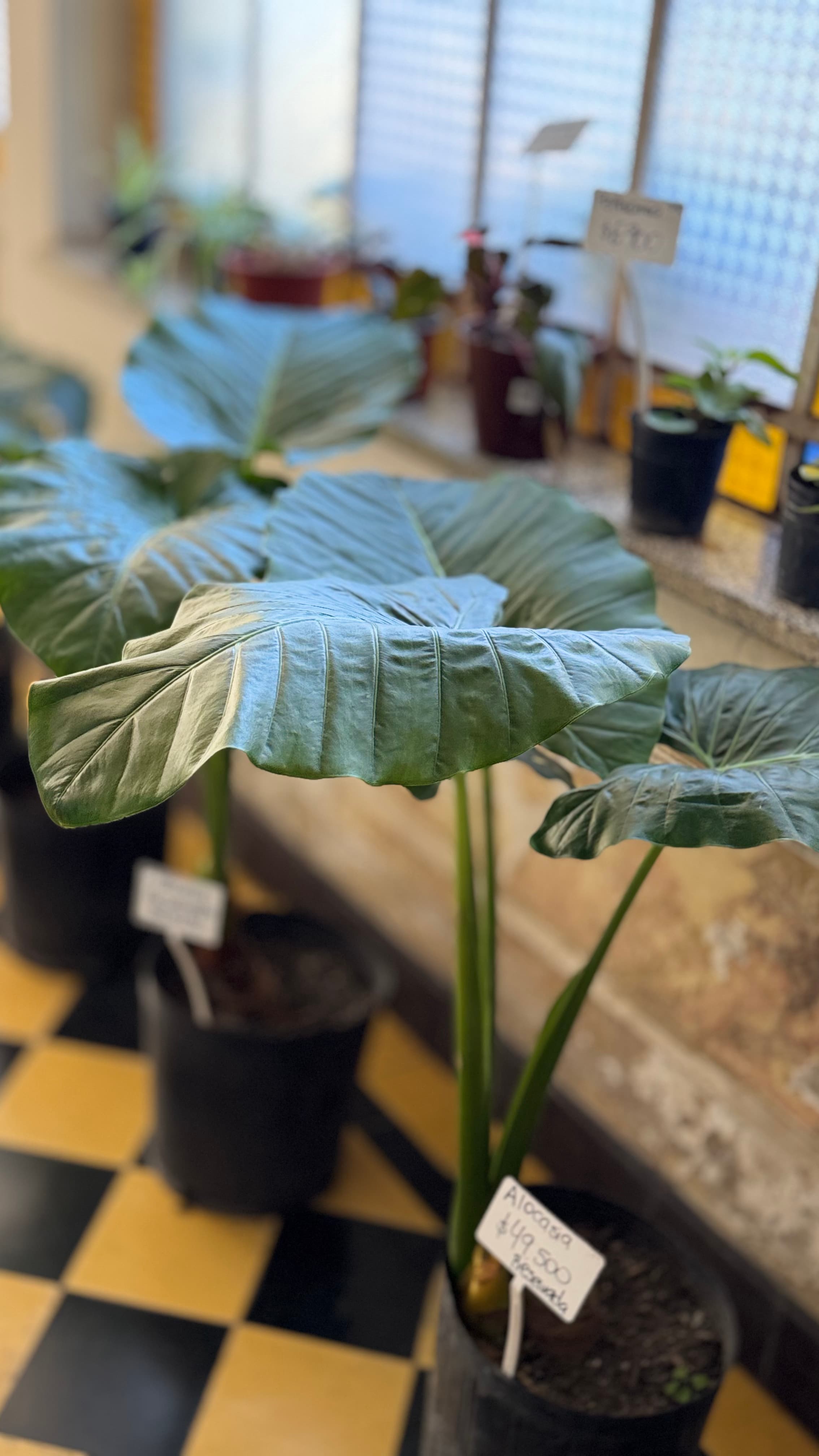 Alocasia