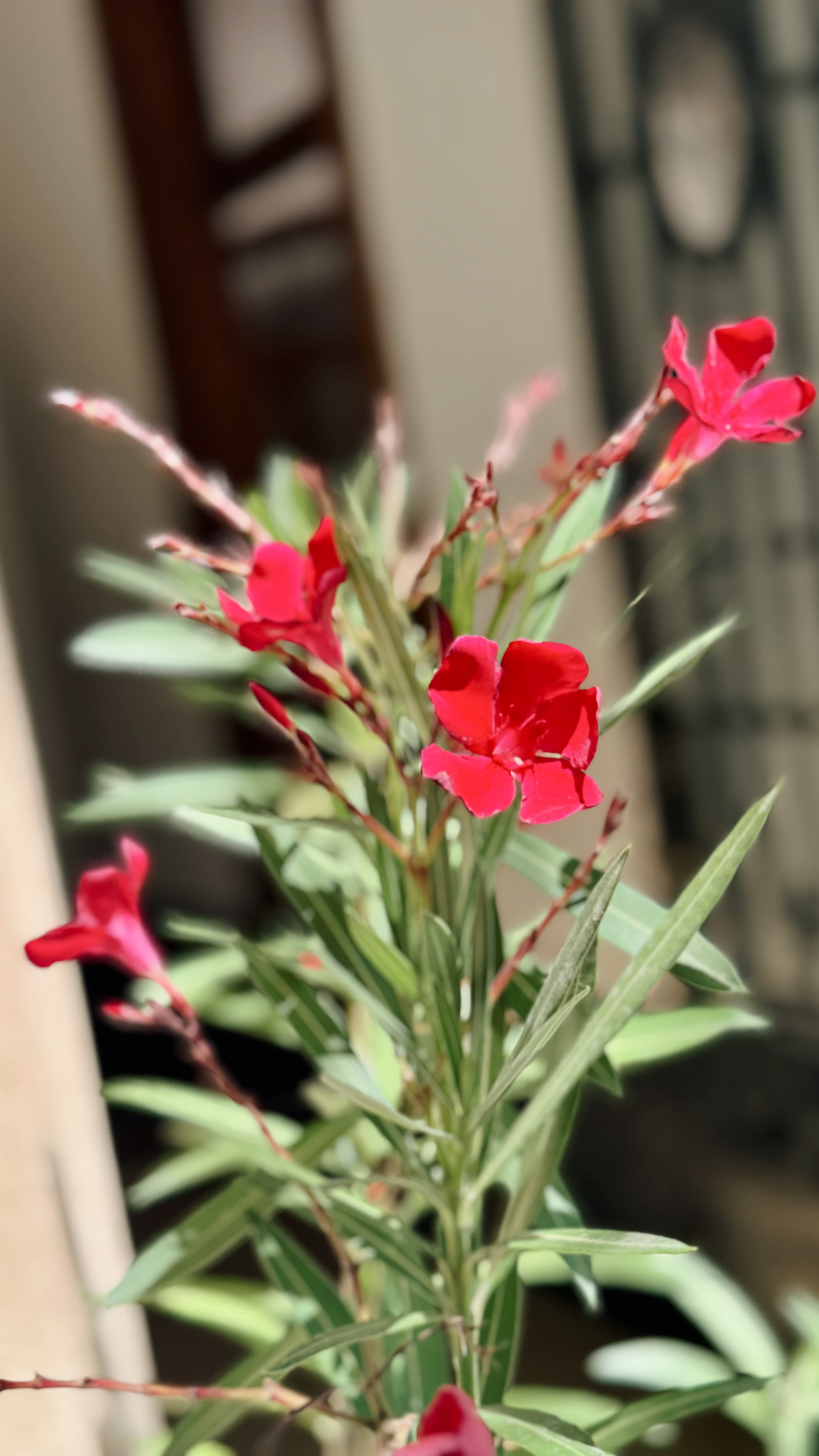 Laurel de Flor